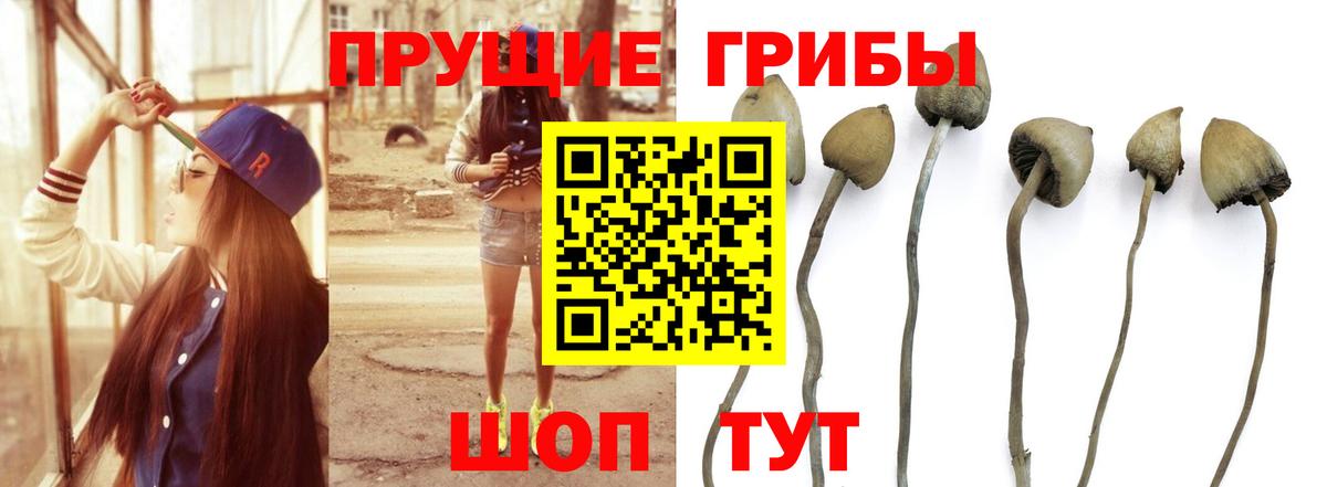 Галлюциногенные грибы Psilocybe Донецк